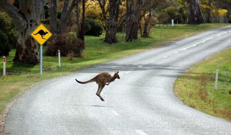 Kangaroo in Australia